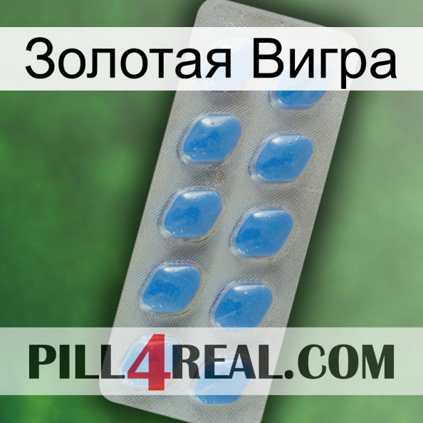 Золотая Вигра 22.jpg